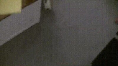 Enlace a Cuando la rata se hace la dueña de la casa