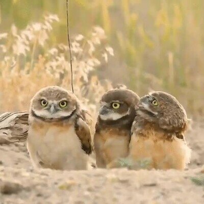 cable,b&uacute;hos,flipando