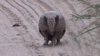 armadillo,cerrarse