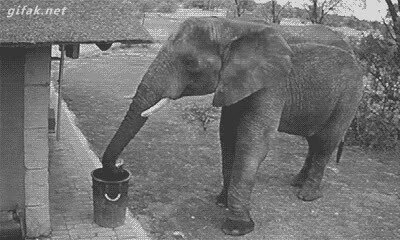 Enlace a El elefante buen samaritano que recoge la basura y la tira en la papelera