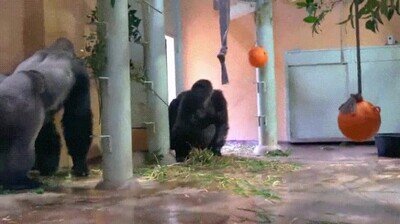 Enlace a Este gorila busca la protección de su madre tras haber hecho cabrear a su padre