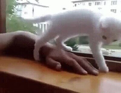 Enlace a Siempre que te caigas, ahí tendrás a tu gato para rescatarte