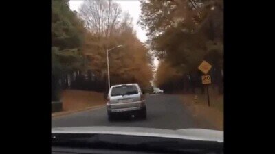 conducir,coche,perro