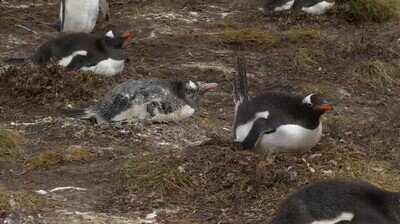 pinguino,diarrea,cagada