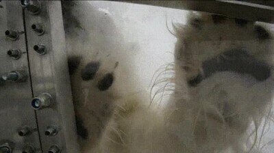 nieve,oso polar,filmar,documental