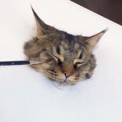 pintura,gato,realista