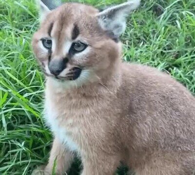 pasada,girar,orejas,gato mont&eacute;s
