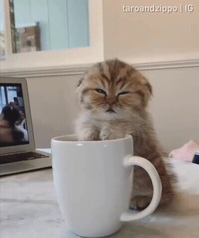 cara,buenos,dias,gato