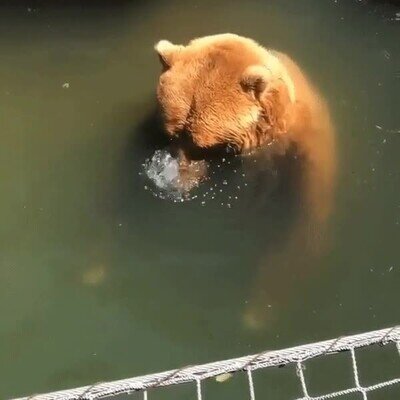 osos,disfrutar,nariz,agua