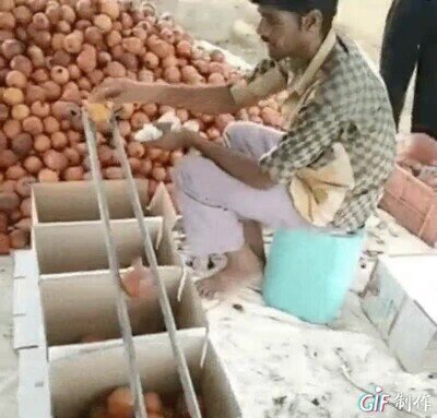 Enlace a Clasificando las cebollas por tamaño