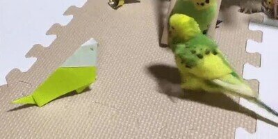 pajaro,competencia,eliminada