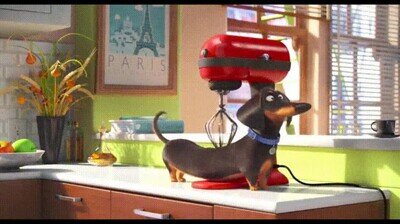 perro,jugar,horas