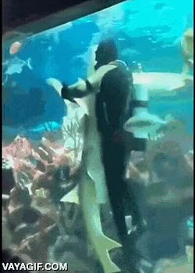 Enlace a Bailando con tiburones. Hay que tener un valor tremendo