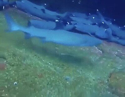 Enlace a ¿Quieres jugar un ratito conmigo?