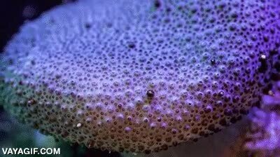 Enlace a Ver como un coral florece da bastante mal rollo