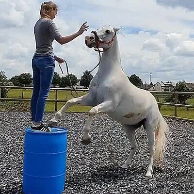Enlace a Enseñándole un nuevo truco a su caballo. Acaba mal