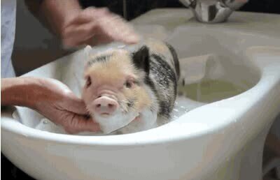 cara,momento,favorito