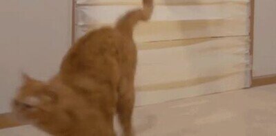 Enlace a Nada puede detener a un grupo de gatos