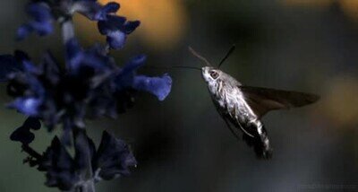 Enlace a No es un pájaro, es una polilla