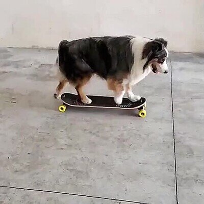 perro,ayudar,skate