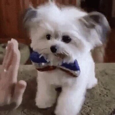 perro,adorable,palmada,mano