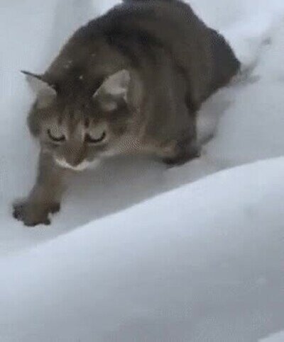 gato,desaparecer,nieve