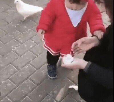 compartir,pan,ni&ntilde;o,pajaro