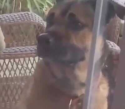 mirada,perro,persona,gustar