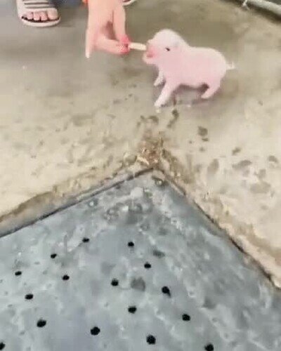 cerdito,adorable