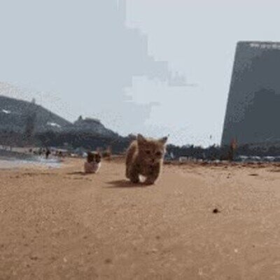 gato,disfrutar,dia,playa