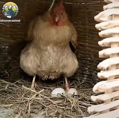 gallina,tocar,huevos