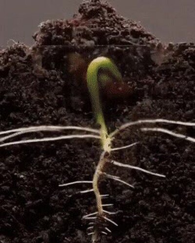 experimento,planta,colegio