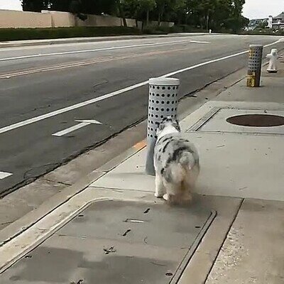 perro,comodo,alturas