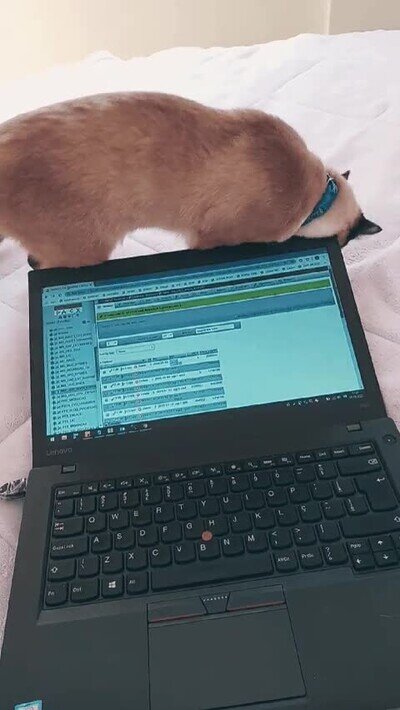 Enlace a Es imposible trabajar con un gatito cerca