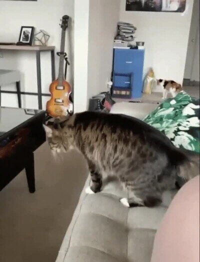 Enlace a Me apuesto a que ese salto no estaba planeado