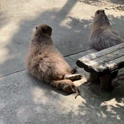 Enlace a La prueba de que los animales se trollean unos a otros