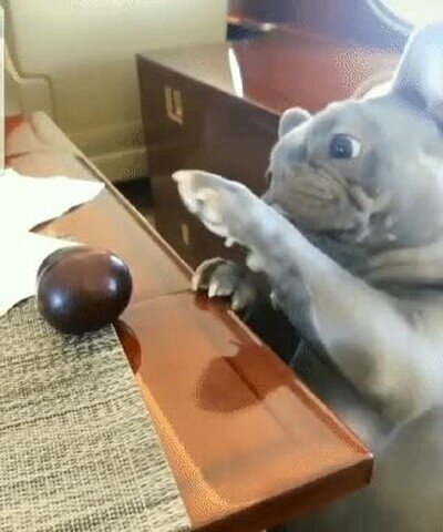 Enlace a Un perrito adorable intentar coger un poco de fruta