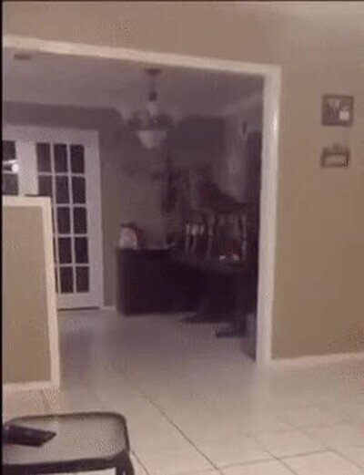 Enlace a Nunca subestimes el poder de una madre y su zapatilla