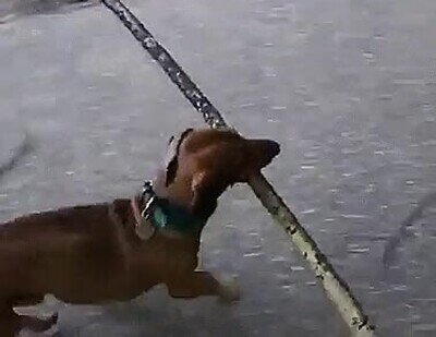 Enlace a Un perro con un palo puede ser lo más feliz del mundo