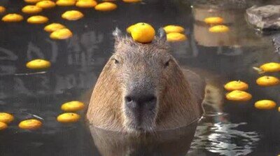 Enlace a Es mi animal espiritual y me representa