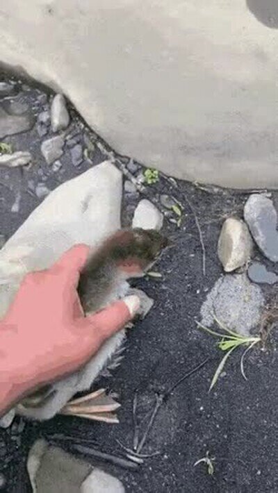 Enlace a Es increíble la velocidad a la que va después de ser liberado