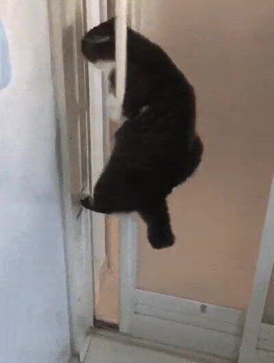 gato,truco,puerta,casa