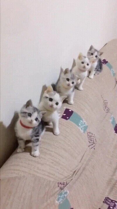 Enlace a Gatos mirando un partido de ping pong