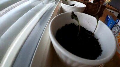 Enlace a Timelapse de una planta creciendo durante muuuuchas horas