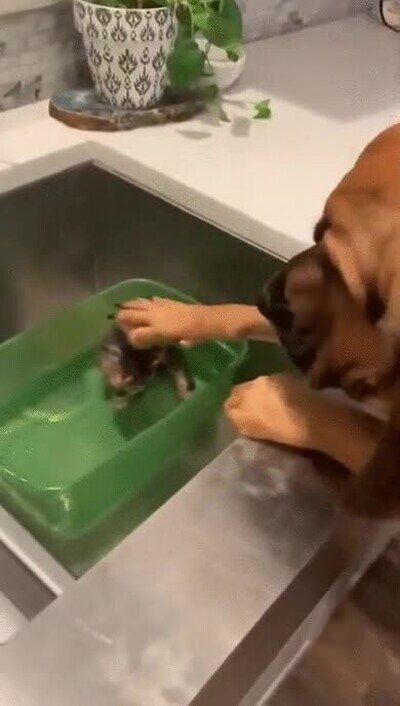 tranquilo,bien,perro,gato