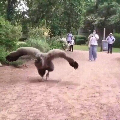 Enlace a Hay animales con un tamaño descomunal