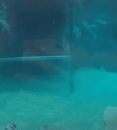 Enlace a No sabía que los cocodrilos ponían esta pose para nadar