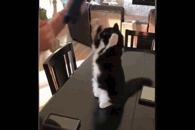 baile,gato,ma&ntilde;ana