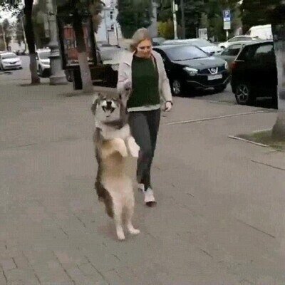 perro,caminar,humano