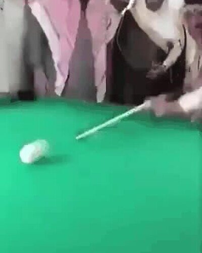 Enlace a Nadie ha visto nada, el jeque es el campeón del torneo